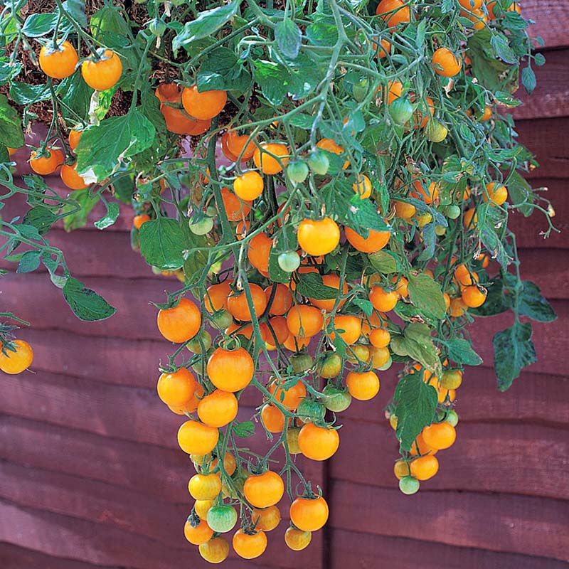 Tomato Tumbling Tom Yellow F1 Seed