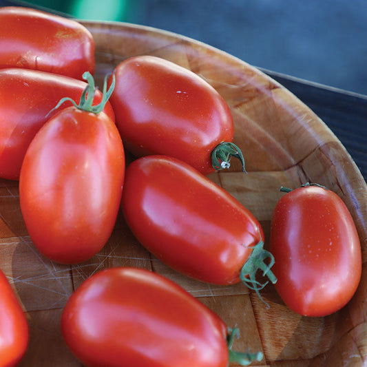 Tomato Mariana F1 Seed