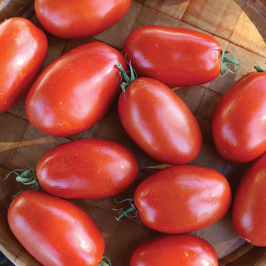 Tomato Mariana F1 Seed