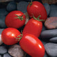 Tomato Mariana F1 Seed
