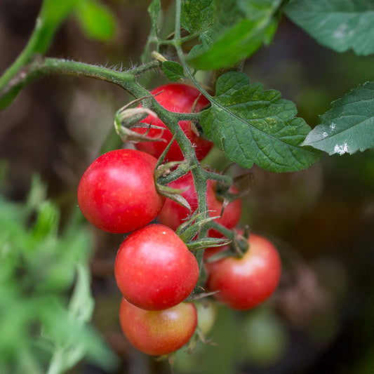 Tomato Sweet Treats F1 Seed