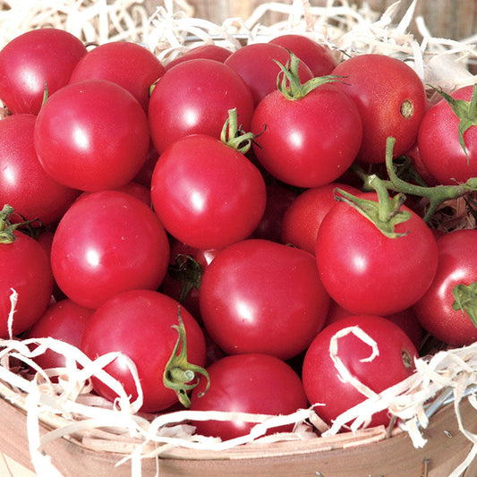 Tomato Sweet Treats F1 Seed