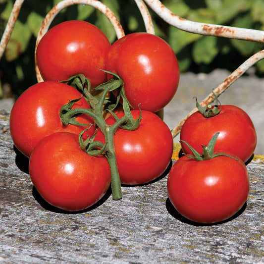 Tomato Premio F1 Seed