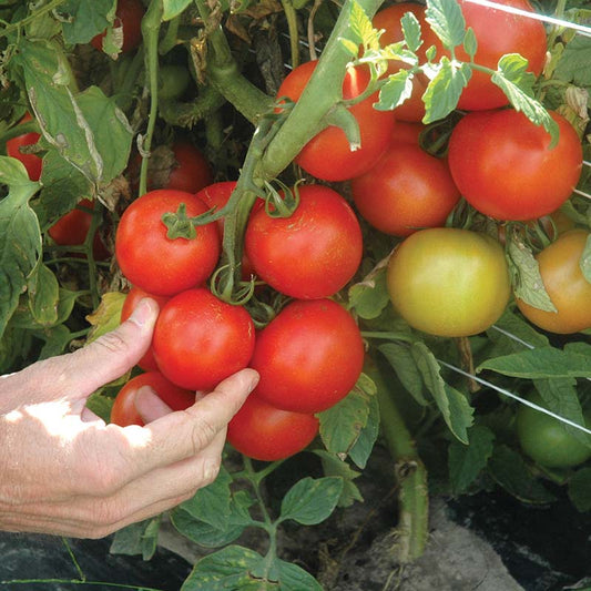 Tomato Premio F1 Seed
