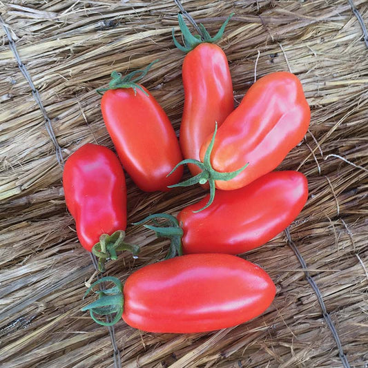 Tomato San Marzano Seed