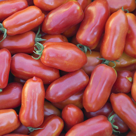 Tomato San Marzano Seed
