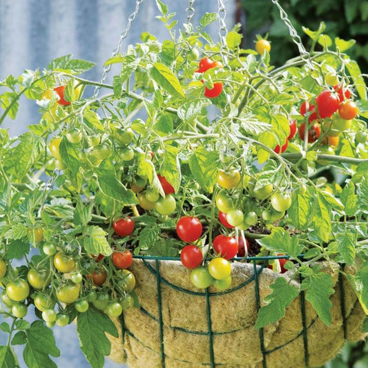 Tomato Lizzano F1 Seed