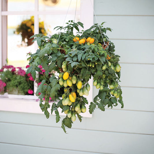Tomato Peardrops F1 Seed
