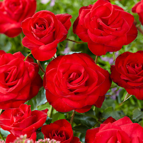 Santana Rose Seedlings Flower Seeds Perennial Growing Bonsai Corms Tubers Potted Planting Reblooming Fragrant Garden Roots Rhizomes Species Blooms Plant Bulbs Gardening Tree
