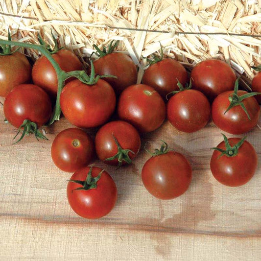 Tomato Sunchocola F1 Seed