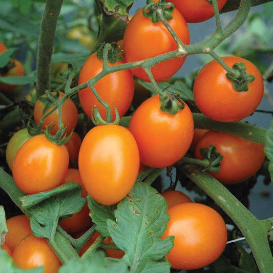 Tomato Lizziebelle F1 Seed