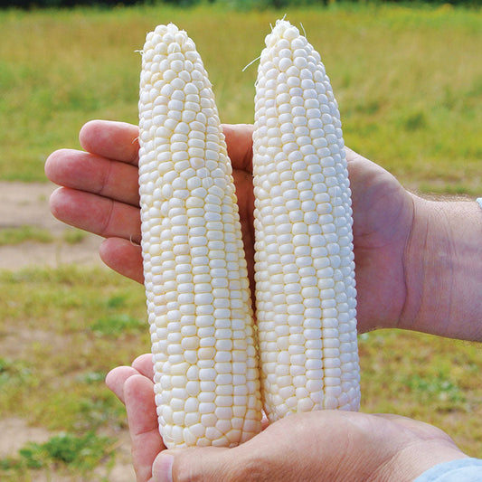 Sweet Corn Glacial F1 Seed