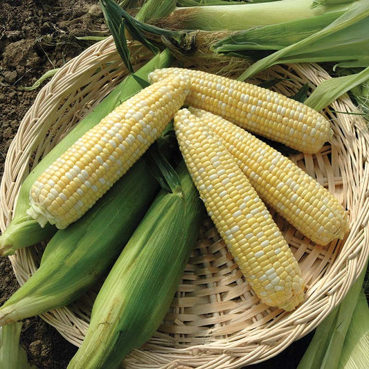 Sweet Corn Nirvana F1 Seed