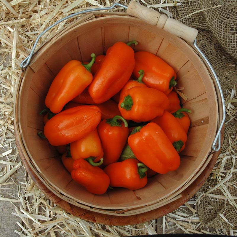 Pepper Hamik F1 Seed