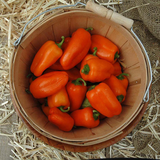 Pepper Hamik F1 Seed