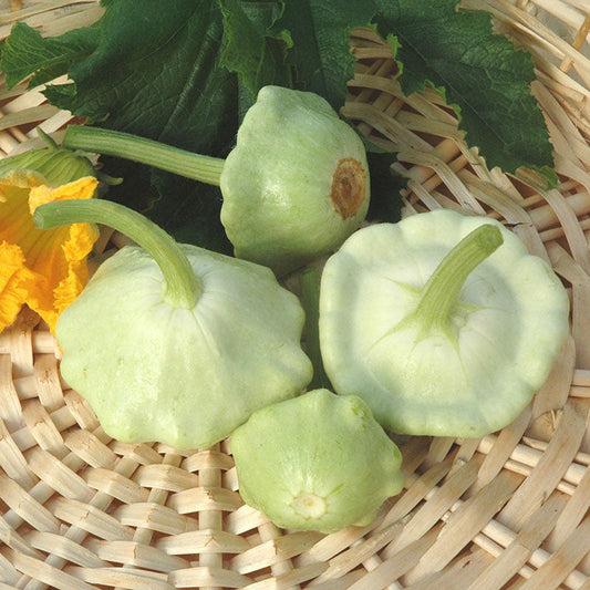 Squash Benning's Green Tint Seed