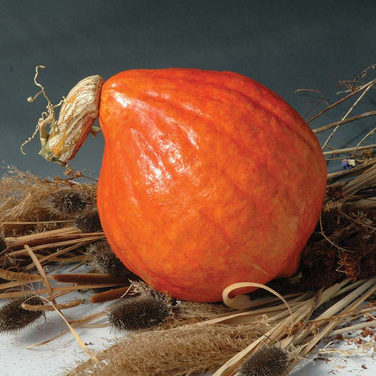 Squash Red October F1 Seed