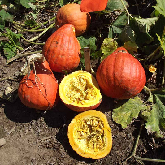Squash Red October F1 Seed