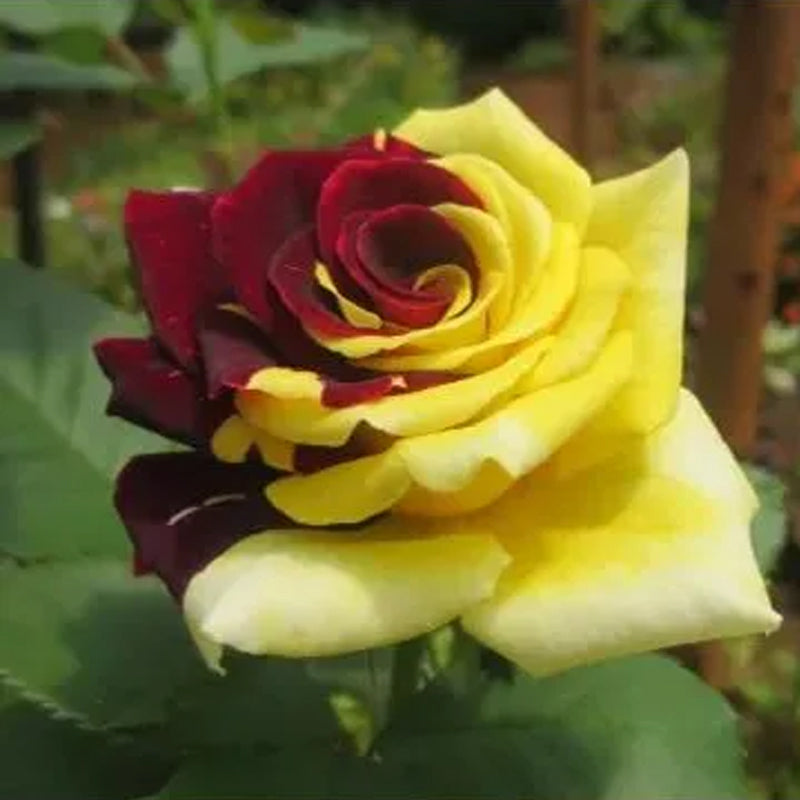 Rare Twin Red Yellow Rose Seeds