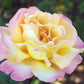 Peaceful Roses - The Messenger of Peace
