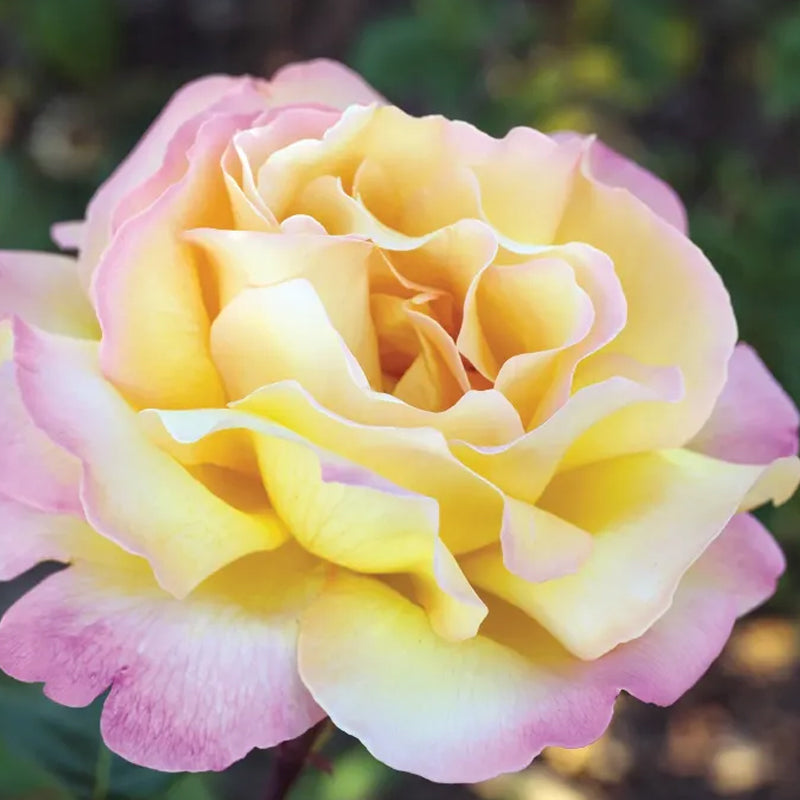Peaceful Roses - The Messenger of Peace