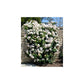 White Climbing Rose Seedlings Flower Seeds Perennial Growing Bonsai Corms Tubers Potted Planting Reblooming Fragrant Garden Roots Rhizomes Species Blooms Plant Bulbs Gardening Tree