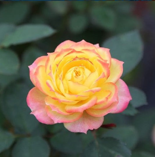 Yellow Pink Rose Seedlings Flower Seeds Perennial Growing Bonsai Corms Tubers Potted Planting Reblooming Fragrant Garden Roots Rhizomes Species Blooms Plant Bulbs Gardening Tree