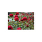 Red Rose Seedlings Flower Seeds Perennial Growing Bonsai Corms Tubers Potted Planting Reblooming Fragrant Garden Roots Rhizomes Species Blooms Plant Bulbs Gardening Tree