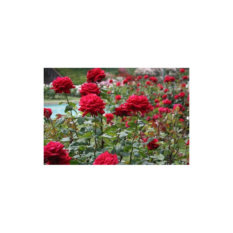 Red Rose Seedlings Flower Seeds Perennial Growing Bonsai Corms Tubers Potted Planting Reblooming Fragrant Garden Roots Rhizomes Species Blooms Plant Bulbs Gardening Tree