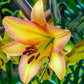 Spotlight Lily Tree Collection Lily Blooms Species Growing Bonsai Bulbs Roots Rhizomes Corms Tubers Potted Planting Reblooming Fragrant Garden Flower Seeds Plant