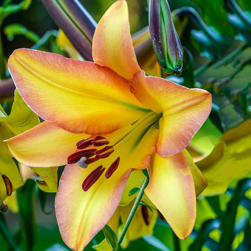 Pretty Anastasia Lily Blooms Species Growing Bonsai Bulbs Roots Rhizomes Corms Tubers Potted Planting Reblooming Fragrant Garden Flower Seeds Plant