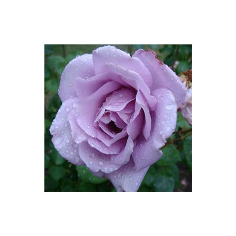 Climbing Rose Light Blue Seedlings Flower Seeds Perennial Growing Bonsai Corms Tubers Potted Planting Reblooming Fragrant Garden Roots Rhizomes Species Blooms Plant Bulbs Gardening Tree