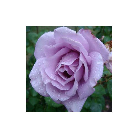 Climbing Rose Light Blue Seedlings Flower Seeds Perennial Growing Bonsai Corms Tubers Potted Planting Reblooming Fragrant Garden Roots Rhizomes Species Blooms Plant Bulbs Gardening Tree