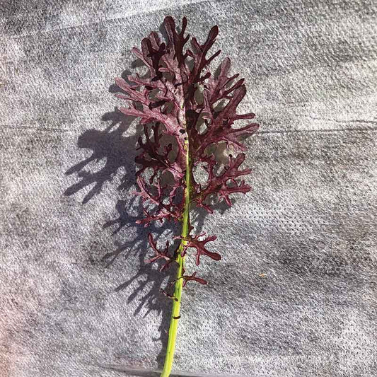 Mustard Scarlet Frill  Seed