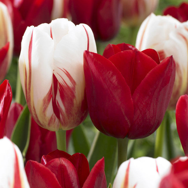 Companion Collection Tulip Bulbs Blooms Species Growing Bonsai Roots Rhizomes Corms Tubers Potted Planting Reblooming Fragrant Garden Flower Seeds Plant