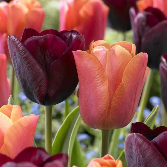 Companion Collection Tulip Bulbs Blooms Species Growing Bonsai Roots Rhizomes Corms Tubers Potted Planting Reblooming Fragrant Garden Flower Seeds Plant