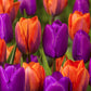 Companion Collection Tulip Bulbs Blooms Species Growing Bonsai Roots Rhizomes Corms Tubers Potted Planting Reblooming Fragrant Garden Flower Seeds Plant