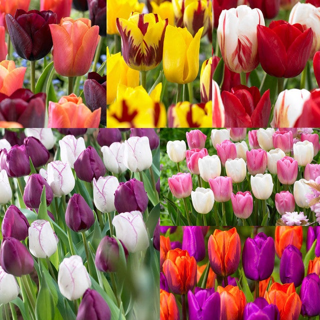 Companion Collection Tulip Bulbs Blooms Species Growing Bonsai Roots Rhizomes Corms Tubers Potted Planting Reblooming Fragrant Garden Flower Seeds Plant