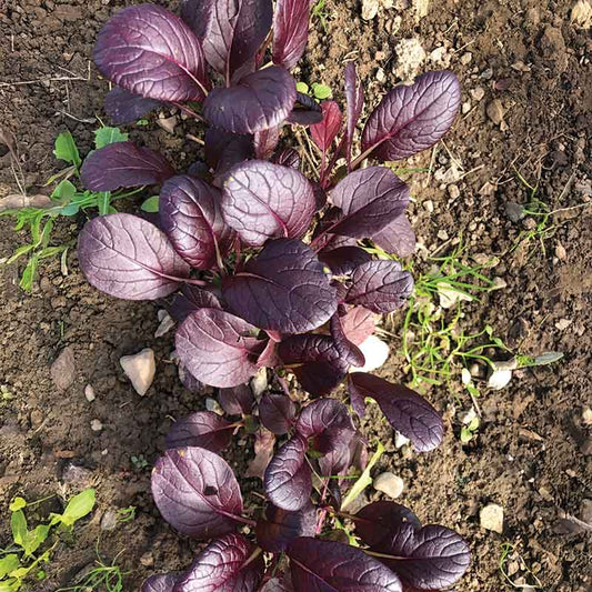 Pak Choi Purple BV950 Seed