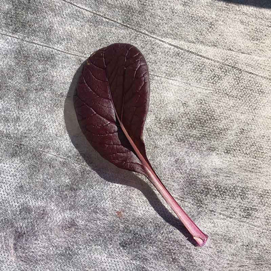 Pak Choi Purple BV950 Seed