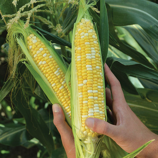 Sweet Corn Cumberland F1 Seed