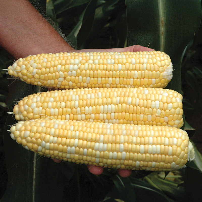 Sweet Corn Cumberland F1 Seed