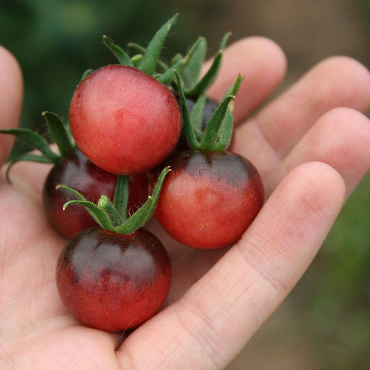 Tomato Indigo™ Blue Berries Organic Seed