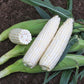 Sweet Corn XTH3973 F1 Seed