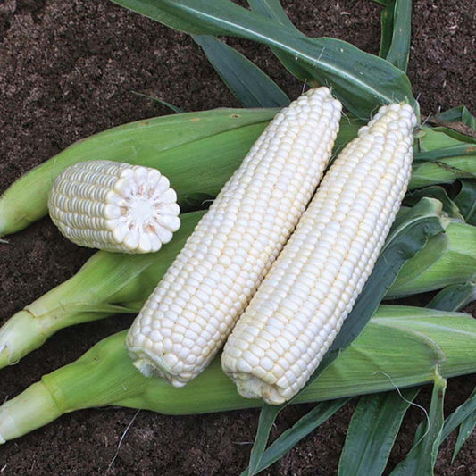 Sweet Corn XTH3973 F1 Seed