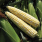 Sweet Corn Latte F1 Seed