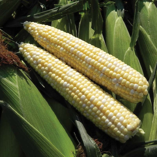 Sweet Corn Latte F1 Seed