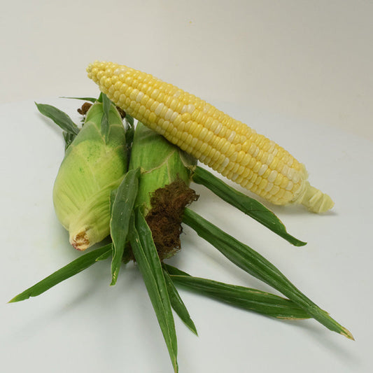 Sweet Corn Latte F1 Seed