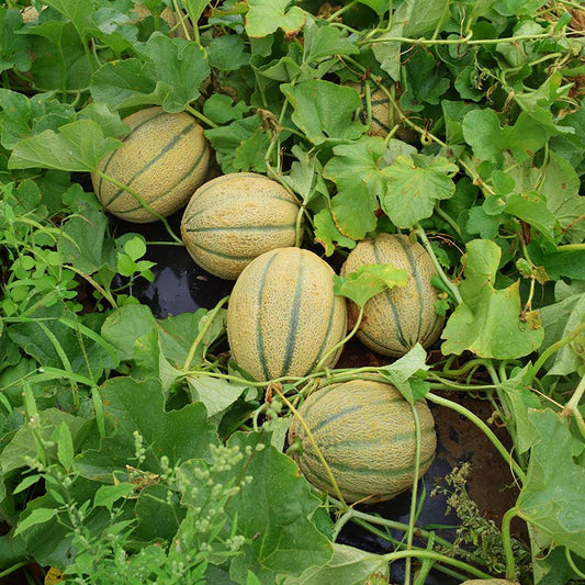 Melon Afterglow F1 Seed