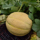 Melon Afterglow F1 Seed